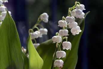 Картинка цветы ландыши весна белые макро