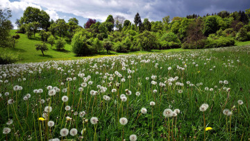 Картинка цветы одуванчики луг трава пушистики