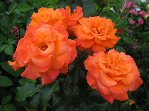 Обои картинки фото цветы, розы, персиковые, макро