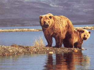 обоя медведь, животные, медведи