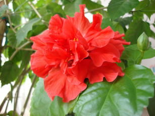 Картинка красныйй цветок цветы гибискусы