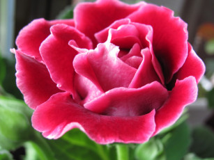 Картинка синингия цветы глоксиния синнингия розовый с белой каймой