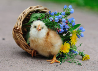 Картинка авт сотсков николай животные куры петухи цыплёнок корзина цветы