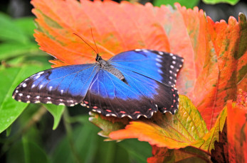 обоя животные, бабочки, крылья, яркий, синий