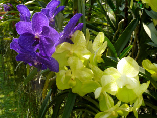Картинка цветы орхидеи оранжерея