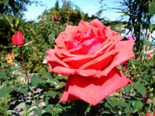 Картинка цветы розы роза