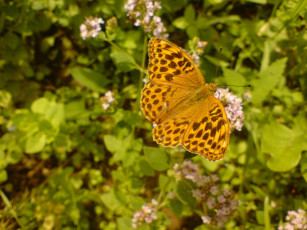 Картинка животные бабочки бабочка мотылек цветы нектар