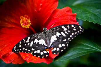Картинка животные бабочки крылья гибискус