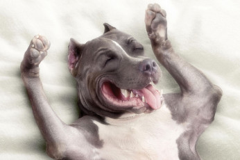 Картинка животные собаки питбуль pit bull собака