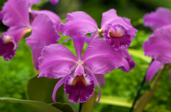 Картинка цветы орхидеи яркий розовый экзотика