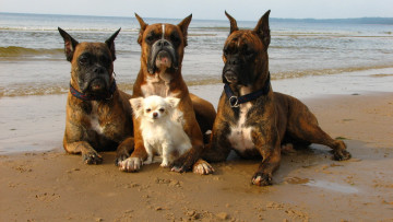 Картинка животные собаки море берег прогулка