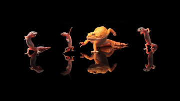 Картинка животные Ящерицы игуаны вараны ящерицы отражение танцы фон