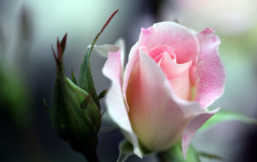 Картинка цветы розы розовый бутон нежность