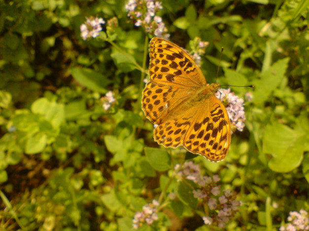 Обои картинки фото животные, бабочки, бабочка, мотылек, цветы, нектар