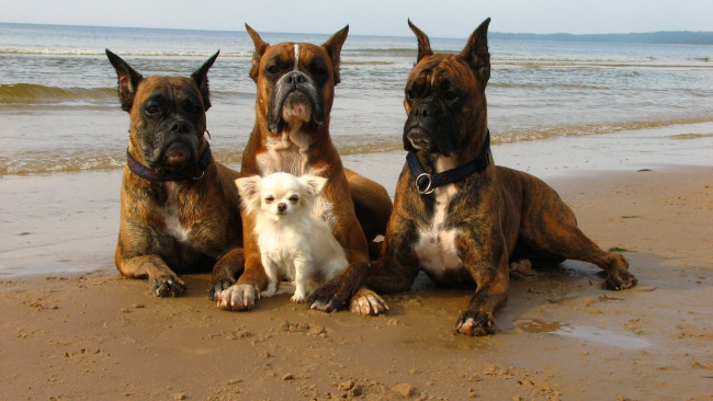 Обои картинки фото животные, собаки, море, берег, прогулка