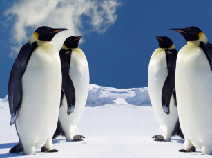 Картинка животные пингвины снег лед облако стая