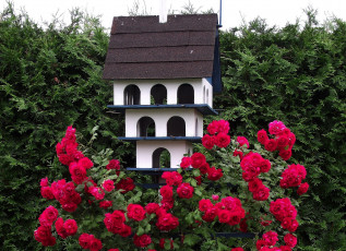 Картинка цветы розы туя домик куст