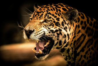 Картинка животные Ягуары рык хищник зверь ягуар