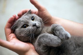 Картинка животные коты взгляд кошка руки