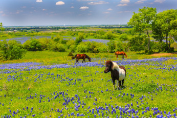 Картинка животные лошади цветы луг кони техас природа