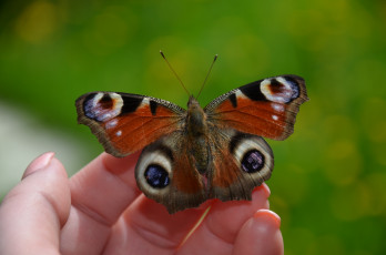 Картинка бабочка животные бабочки +мотыльки +моли