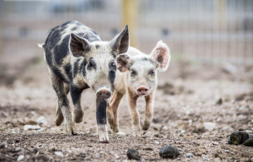 Картинка животные свиньи +кабаны фон поросята