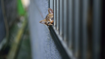 Картинка животные коты забор голова котенок