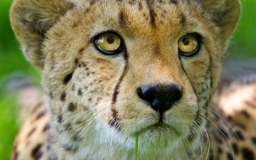 Картинка животные гепарды зверь кот взгляд гепард голова хищник травинка