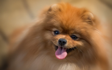 Картинка животные собаки шпиц рыжий мордочка