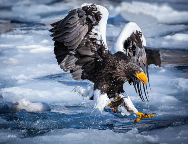 Обои картинки фото животные, птицы - хищники, лёд, река, белоплечий, орлан, снег, улов, птица