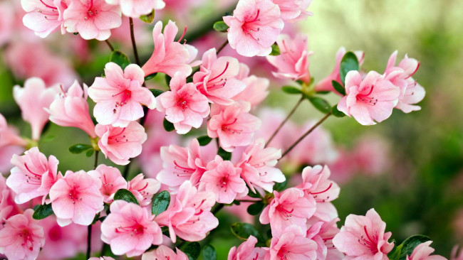 Обои картинки фото цветы, олеандры, розовые, цветение, олеандр
