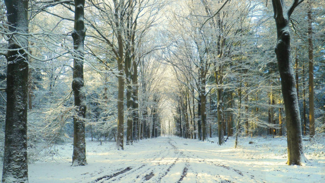 Обои картинки фото природа, дороги, снег, дорога, лес