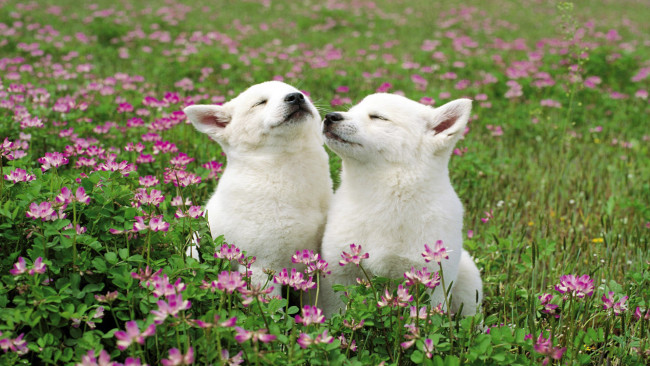 Обои картинки фото животные, собаки, щенки, луг, цветы, трава, лабрадоры, белые