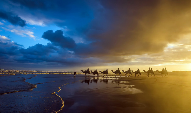 Обои картинки фото животные, верблюды, море, берег, закат, караван