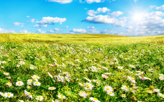 Обои картинки фото цветы, ромашки, лето, поле, трава, небо, солнце, облака