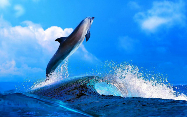 Обои картинки фото животные, дельфины, дельфин, прыжок, волны, море