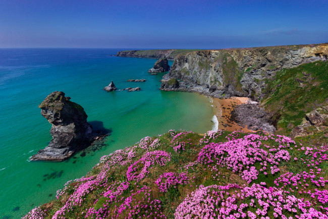 Обои картинки фото природа, побережье, корнуолл, англия, кельтское, море, скалы, цветы, армерия, приморская