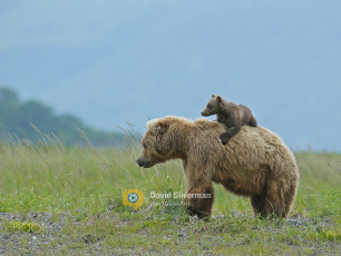 Картинка животные медведи двое спиногрыз