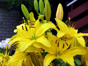 Картинка цветы лилии +лилейники желтый капли