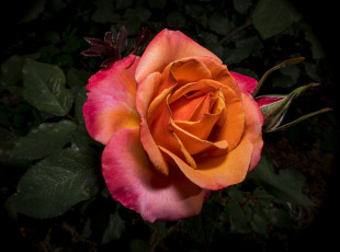 Картинка цветы розы роза цветок крупный план