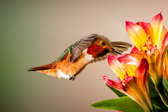 Картинка животные колибри цветы птицы