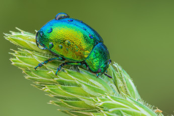 Картинка животные насекомые насекомое жук листоед зелёный мятный