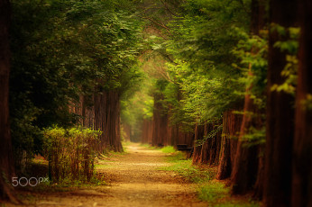 Картинка природа дороги листва лето деревья парк