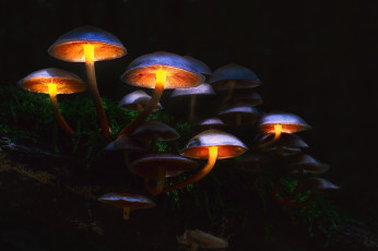 Картинка природа грибы макро свет осень лес мрак