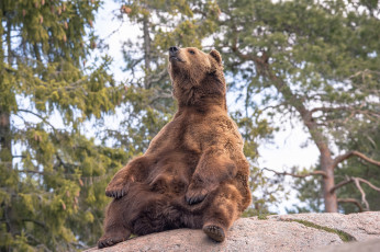 Картинка животные медведи камень поза великан медведь