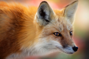 Картинка животные лисы взгляд лиса глаза лис