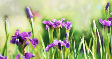 Картинка рисованное цветы имитация акварели нарисованные бутоны картина зеленый ирисы фон рисованные цветок живопись фиолетовый мазки весна
