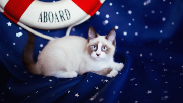 Картинка животные коты ткань кот темно-синий синий темный кошка лежит фон звездочки спасательный круг мордашка взгляд котёнок котенок пятна рэгдолл