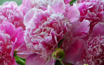 Картинка цветы пионы красиво крупный план лето пион розовый зеленый