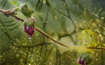 Картинка цветы розы капли дождь бутоны by dashakern боке